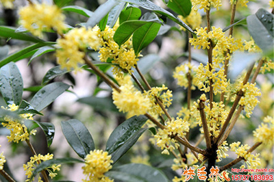 桂花樹生根與養(yǎng)護(hù)全攻略 科學(xué)使用生根粉，助力綠植茁壯成長(zhǎng)