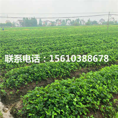 京承香草莓苗的精細(xì)化管理技術(shù)與優(yōu)質(zhì)批發(fā)基地綠化管理策略